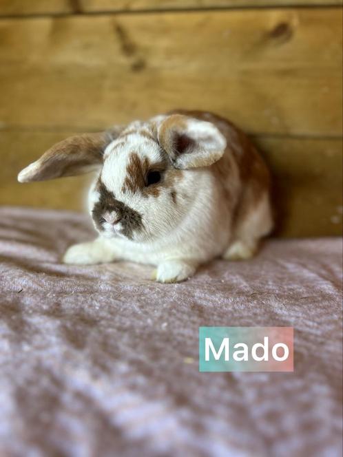 Ter adoptie gevaccineerde voedster, Dieren en Toebehoren, Konijnen, Klein, Hangoor