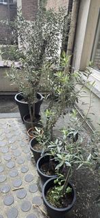 olijfbomen, Ophalen, Struik, Minder dan 100 cm