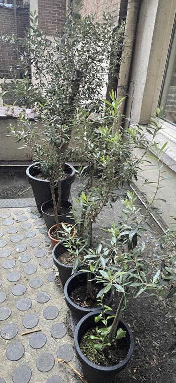 olijfbomen beschikbaar voor biedingen