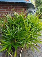 Trachycarpus fortunei