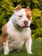 Prachtige American Bully teefje, Dieren en Toebehoren, Honden | Bulldogs, Pinschers en Molossers, Nederland, Overige rassen, 1 tot 2 jaar