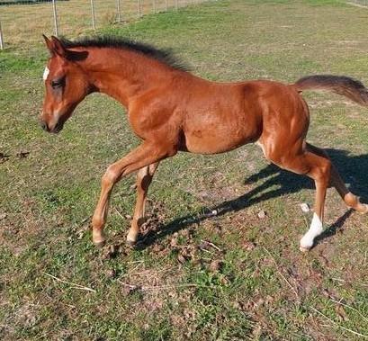 Merrie veulen kruising quarter en arabische volbloed, Dieren en Toebehoren, Paarden, Merrie