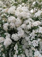 spiraea cyneria, Ophalen, Struik, Minder dan 100 cm