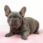 Franse Bulldog pups te koop, Dieren en Toebehoren, Honden | Chihuahua's en Gezelschapshonden, 15 weken tot 1 jaar, Buitenland