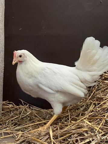 Witte Leghorn  beschikbaar voor biedingen