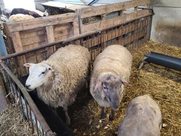 Schapen mannelijk voor het feest  beschikbaar voor biedingen