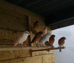 vogels Harlekijn  mannen..20 euro stuk, Animaux & Accessoires, Mâle