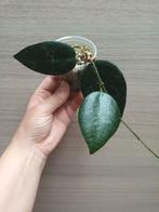 Hoya caudata sumatra, Huis en Inrichting, Kamerplanten, Ophalen of Verzenden