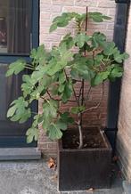 Vijgenboom, Overige soorten, 100 tot 250 cm, Zomer, Ophalen
