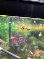 Guppy’s man, Dieren en Toebehoren, Vissen | Aquariumvissen