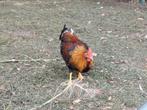 Haantje, Dieren en Toebehoren, Pluimvee, Mannelijk, Kip