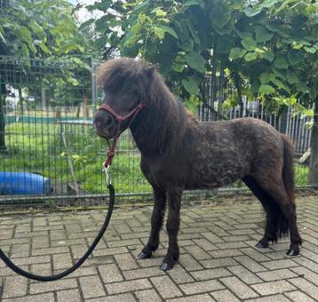 Magnifique mini-cheval (poney Shatland) à vendre, Vermifugé, Poney de récréation, Poney A (jusqu'à 1.17 m), Étalon