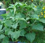 Yacon, Jardin & Terrasse, Plein soleil, Automne, Enlèvement, Plantes potagères