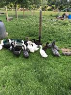 Eenden van Vorst, Dieren en Toebehoren, Meerdere dieren, Eend