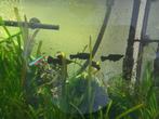 4 black mollie, Dieren en Toebehoren, Ophalen, Nieuw