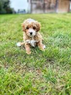 Bij ons geboren mooie Maltipoo pupjes, Dieren en Toebehoren, België, CDV (hondenziekte), 8 tot 15 weken, Meerdere