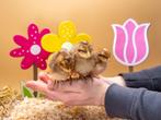 Bielefelder groot baby kuikens hennetjes, gesekst en ingeënt, Vrouwelijk, Kip