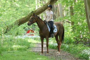 Ontzettend lieve merrie van 6 jaar oud,  beschikbaar voor biedingen