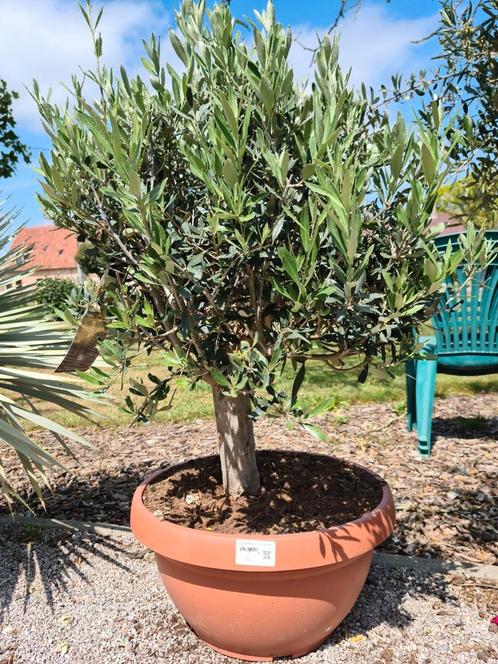 Olijfboom Olea Europaea in schaal, Tuin en Terras, Planten | Bomen, Olijfboom, Ophalen