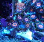 Zoanthus Eagle Eye koraal zeeaquarium, Animaux & Accessoires, Poissons | Poissons d'aquarium
