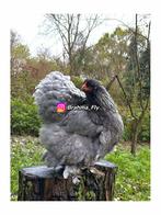 Brahma GROOTHOENDER BLAUW broedeieren, Dieren en Toebehoren, Geslacht onbekend, Kip