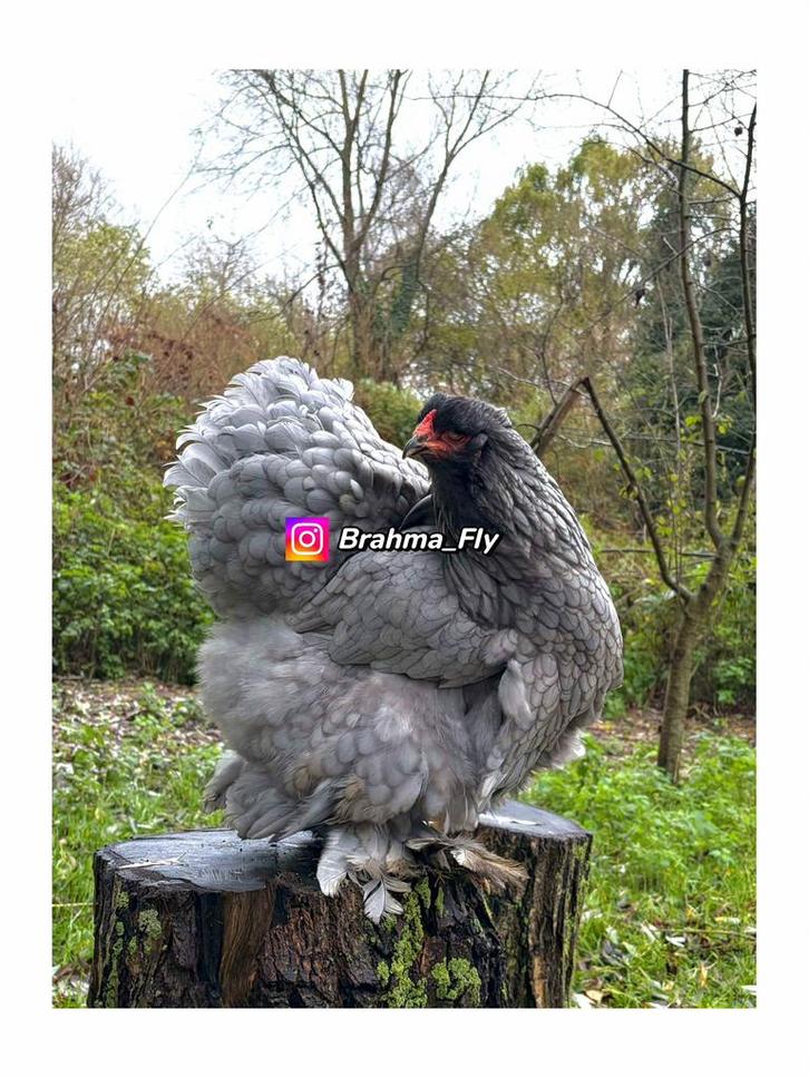 Brahma GROOTHOENDER BLAUW broedeieren, Dieren en Toebehoren, Pluimvee, Kip, Geslacht onbekend