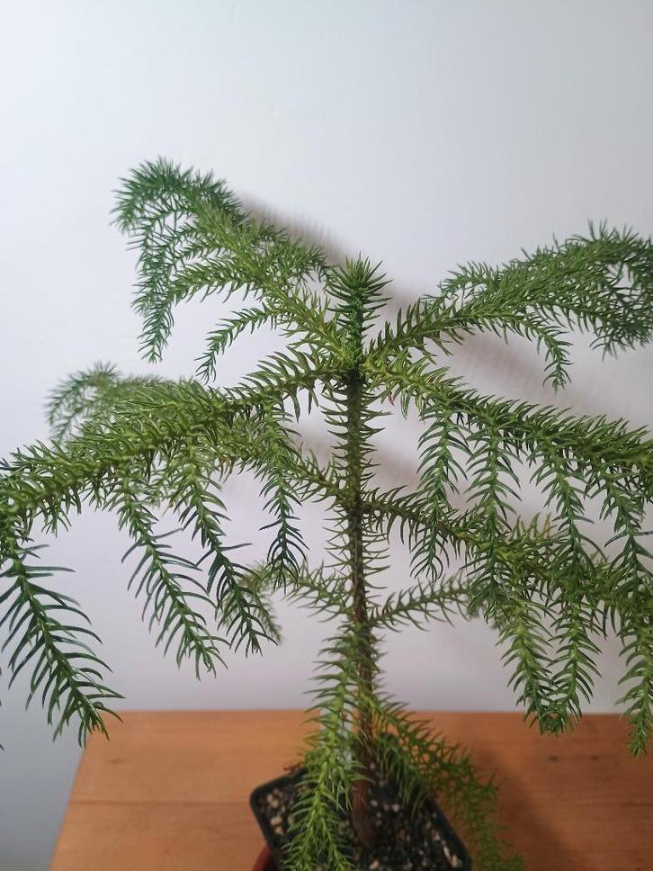 Kamerden - Araucaria heterophylla - Alternatieve kerstboom, Huis en Inrichting, Kamerplanten, Overige soorten, Minder dan 100 cm
