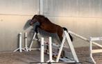 2 jarige merrie, Dieren en Toebehoren, Paarden, Merrie