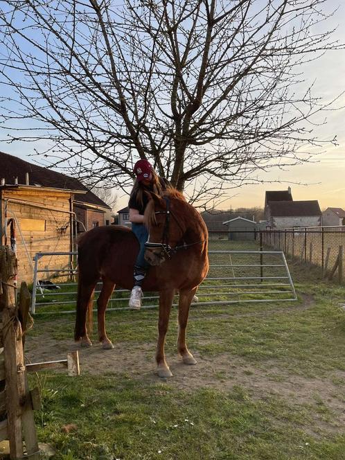 GEZOCHT! Regio Kampenhout ( Vlaams-Brabant ) hulp gezocht, Dieren en Toebehoren, Paarden