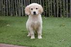Prachtige Golden retriever pups, Dieren en Toebehoren, Golden retriever, België, CDV (hondenziekte), 8 tot 15 weken