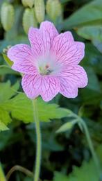 Geranium Versicolor, laatste, Vaste plant, Halfschaduw, Zomer, Ophalen