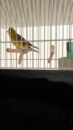 Kleurkanaries - sijs x kanarie, Kleurkanarie