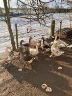 Ganzen te koop, Dieren en Toebehoren