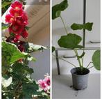 Plante de jardin, Ophalen
