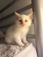 Katje, Dieren en Toebehoren, Katten en Kittens | Raskatten | Langhaar, Kater, Ontwormd, 0 tot 2 jaar