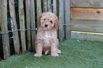 Prachtige dwergpoedel pups, met stamboom (geteste ouders), Dieren en Toebehoren, Poedel, Parvo, België, 8 tot 15 weken