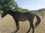 Cote D’or Z, groot merrie veulen. 2 jaar, Dieren en Toebehoren, Paarden, Merrie, Springpaard, 0 tot 2 jaar, Onbeleerd