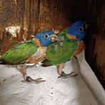 Roodneklori 150, Dieren en Toebehoren, Vogels | Parkieten en Papegaaien, Papegaai, Geringd