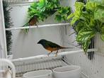 Indische Nonpareil, Meerdere dieren, Tropenvogel, Geringd