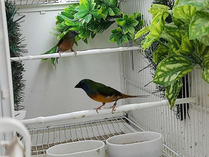Indische Nonpareil, Dieren en Toebehoren, Vogels | Overige Vogels, Tropenvogel, Meerdere dieren, Geringd