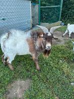 Chèvre nain ( les 3 chèvre a 350 € ), Dieren en Toebehoren, Konijnen, Meerdere dieren, Dwerg, Hangoor, 0 tot 2 jaar