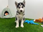 Siberische Husky pups, België, 8 tot 15 weken, CDV (hondenziekte), Poolhond
