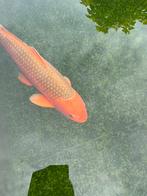 Japanse koi, Karper of Koi