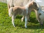 Palominobont Shetland pony veulen - stamboek, Gechipt, Hengst, 0 tot 2 jaar, Niet van toepassing