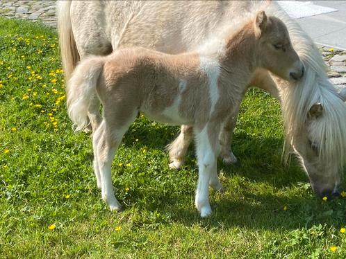 Palominobont Shetland pony veulen - stamboek, Animaux & Accessoires, Poneys, Étalon, Ne s'applique pas, Poney A (jusqu'à 1.17 m)