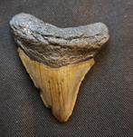 USA MEGALODON tand .6 X 5.6 X 1CM, Collections, Minéraux & Fossiles, Fossile, Enlèvement ou Envoi