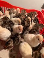 Kalkoen kuikens te koop, Dieren en Toebehoren, Kalkoen