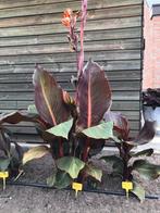 canna's, Tuin en Terras, Planten | Tuinplanten, Ophalen of Verzenden