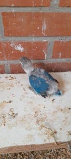 Personatas, Dieren en Toebehoren, Vogels | Parkieten en Papegaaien