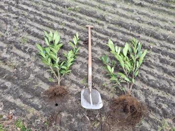 Laurier / Prunus laurocerasus Novita 60/80 cm beschikbaar voor biedingen